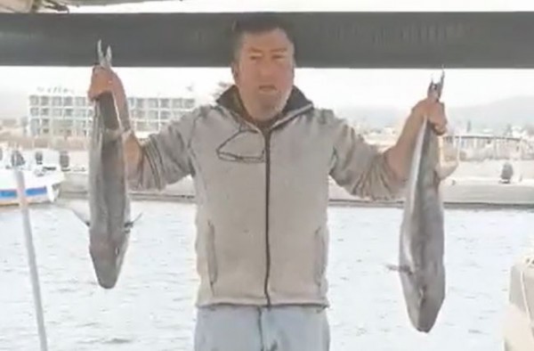 Κρήτη: Τεράστιοι λαγοκέφαλοι έφτασαν κοντά στις ακτές