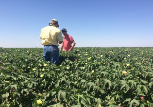 Ομάδες Παραγωγών: Ξεκινά η υποβολή αιτημάτων πληρωμής