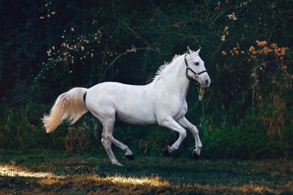 Ναυπακτία: Δίκυκλο συγκρούστηκε με άλογο - Σοβαρά τραυματισμένος 17χρονος και 19χρονη