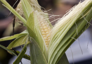 Καλαμπόκι: Ξεκινούν οι σπορές – Οι ανάγκες σε πότισμα και λίπανση