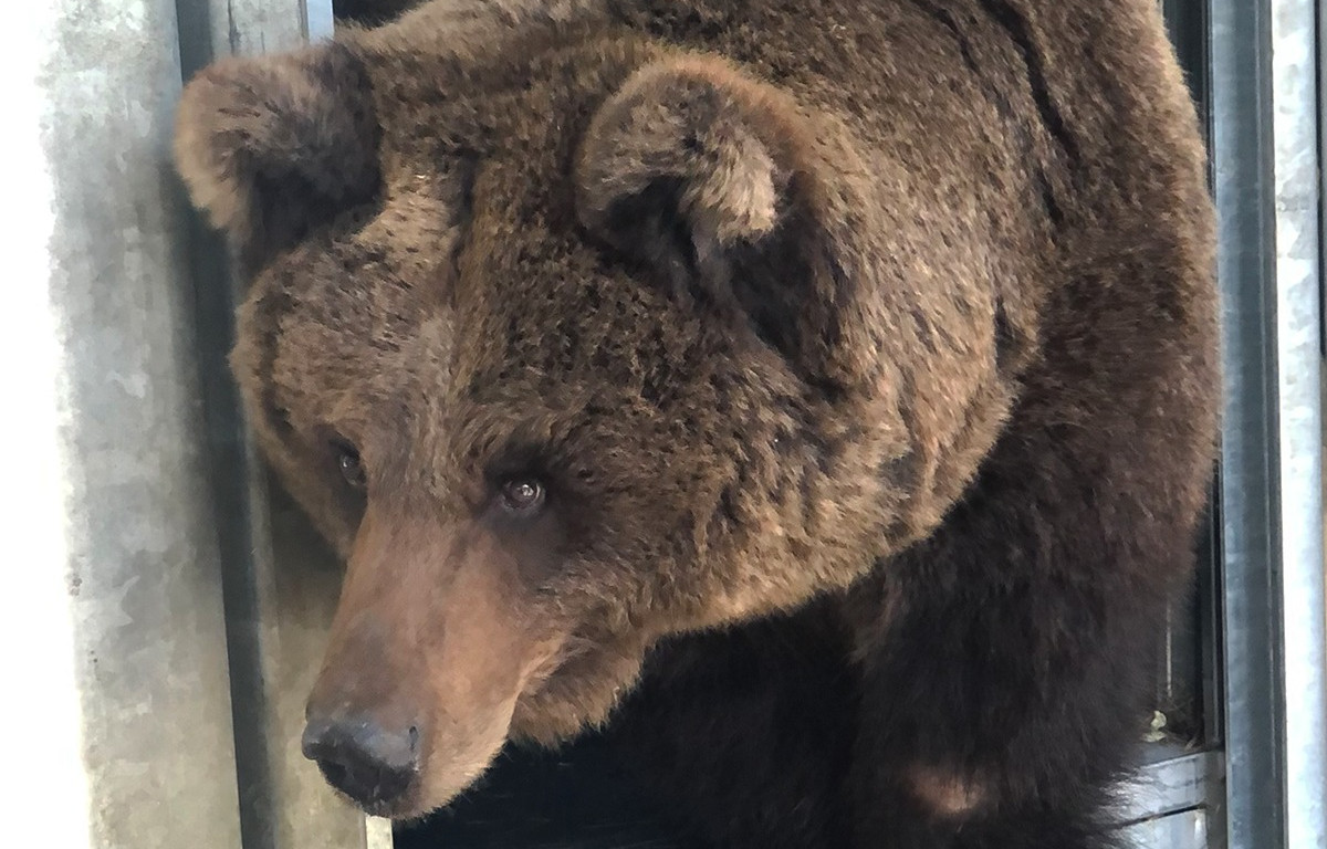 Ουκρανία: Ασφαλής στην Ολλανδία η 24χρονη καφέ αρκούδα του τσίρκου