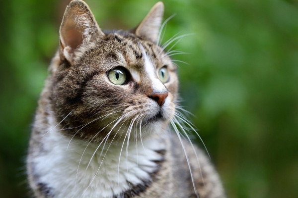 Βρετανία: Γάτος βρέθηκε σε πλωτή εξέδρα εξόρυξης πετρελαίου – Ήταν εξαφανισμένος για πέντε χρόνια