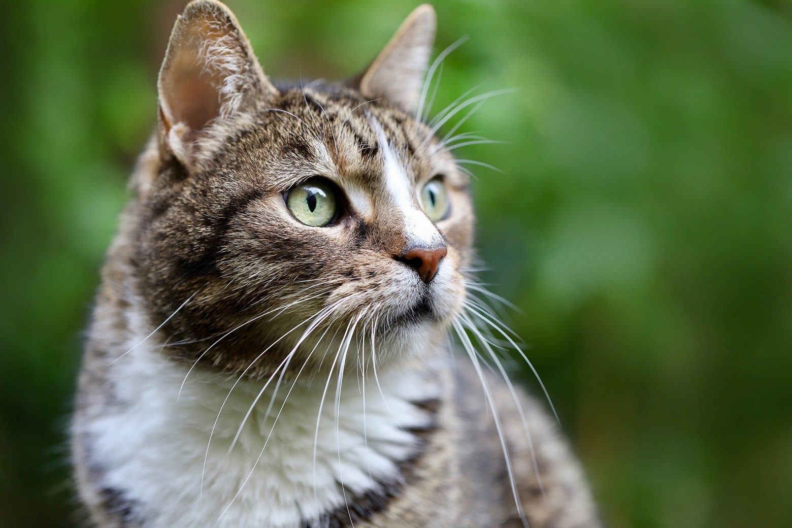 Βρετανία: Γάτος βρέθηκε σε πλωτή εξέδρα εξόρυξης πετρελαίου - Ήταν εξαφανισμένος για πέντε χρόνια