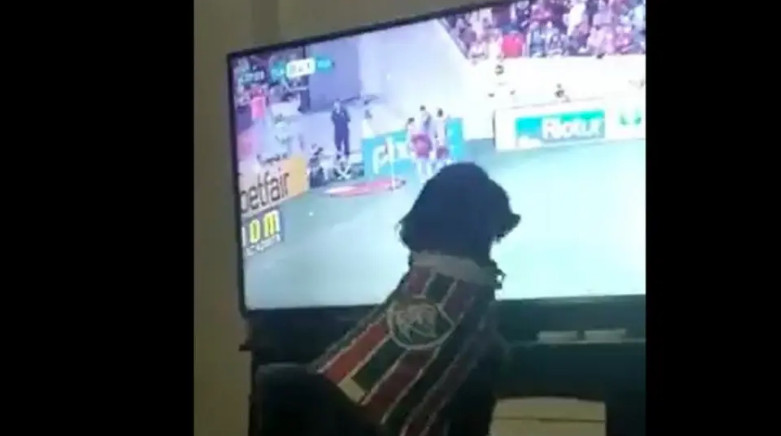 Viral video: Ο σκύλος που παρακολουθεί ποδόσφαιρο στην τηλεόραση και στο γκολ πανηγυρίζει σαν τρελός