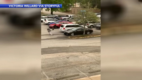 ΗΠΑ: Πλησίασε κατά λάθος φωλιά με χηνάκια και της επιτέθηκε άγρια ο πατέρας χήνος