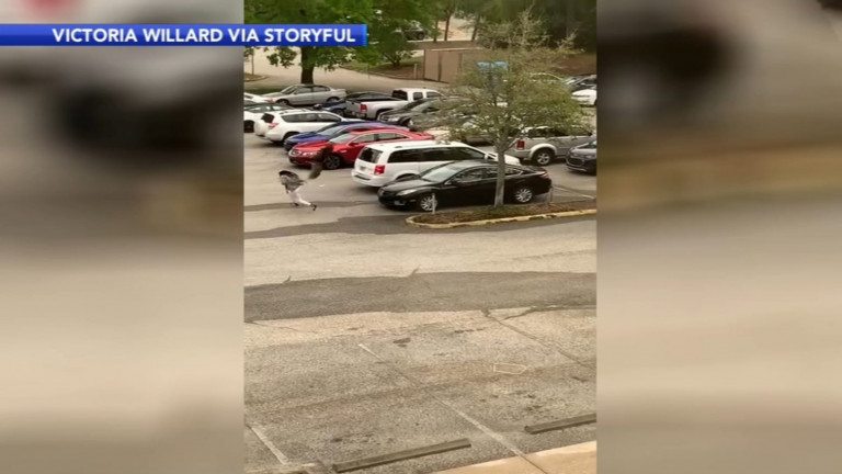 ΗΠΑ: Πλησίασε κατά λάθος φωλιά με χηνάκια και της επιτέθηκε άγρια ο πατέρας χήνος