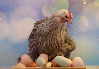 Αυγά: Γρίπη των πτηνών και πόλεμος στην Ουκρανία εκτίναξαν τις τιμές παγκοσμίως