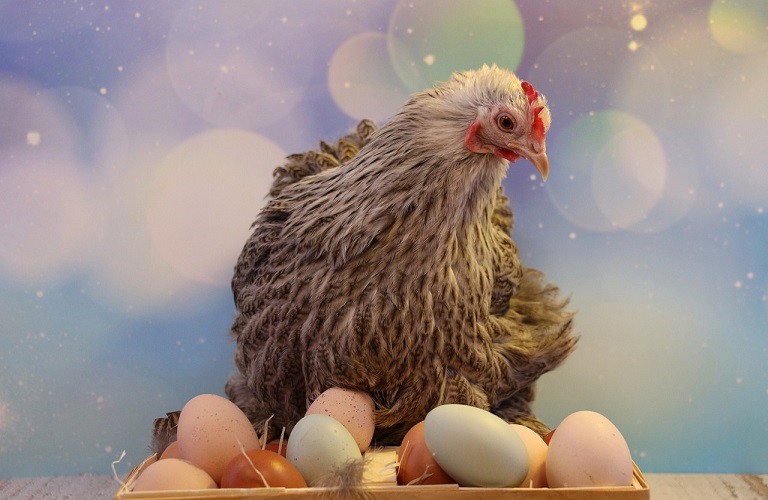 Αυγά: Γρίπη των πτηνών και πόλεμος στην Ουκρανία εκτίναξαν τις τιμές παγκοσμίως