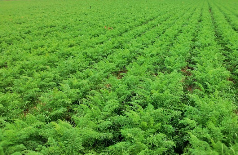 Φακή: Εμφάνιση περονόσπορου και θρίπα – Πώς αντιμετωπίζονται