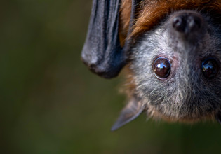 «Μπορεί να αποβεί καταστροφικό» – Πώς η κλιματική κρίση μπορεί να τροφοδοτήσει νέες πανδημίες