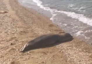 Φώκια «μονάχους – μονάχους» ξεβράστηκε σε παραλία της Πάτρας