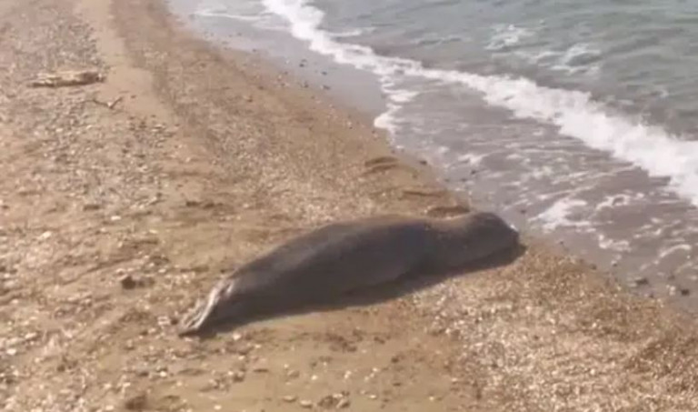 Φώκια «μονάχους – μονάχους» ξεβράστηκε σε παραλία της Πάτρας