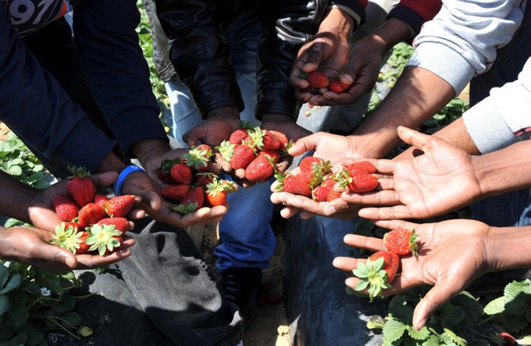 Εξαγωγές: Η έλλειψη εργατικών χεριών φρενάρει τη φράουλα