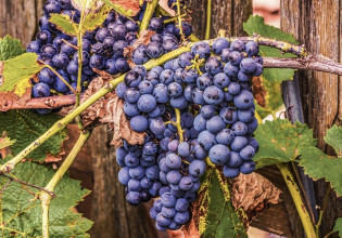 ΕΛΣΤΑΤ: Η ακτινογραφία του ελληνικού αμπελώνα – Τι δείχνουν τα στοιχεία