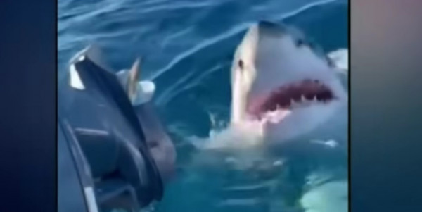 Αυστραλία: Λευκός καρχαρίας επιτίθεται σε οικογένεια – Σώθηκε σαν από θαύμα