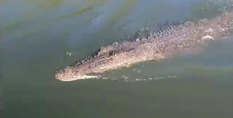 Αυστραλία: Κροκόδειλος πήδηξε στη βάρκα ενός ζευγαριού που ψάρευε