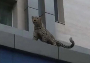 Ιραν: Λεοπάρδαλη σπέρνει τον τρόμο μέσα σε πόλη – Τραυμάτισε αστυνομικό