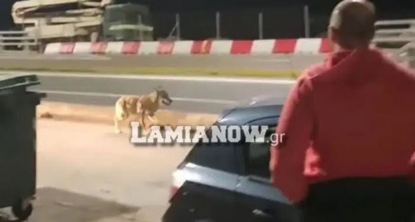 Φθιώτιδα: Λύκος εμφανίστηκε ανάμεσα σε αυτοκίνητα και πολίτες στο λιμάνι του Αγίου Κωνσταντίνου