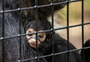 ΗΠΑ: Mαϊμουδάκι γεννήθηκε με το σύμβολο του Batman