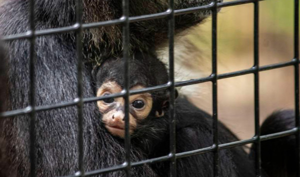 ΗΠΑ: Mαϊμουδάκι γεννήθηκε με το σύμβολο του Batman