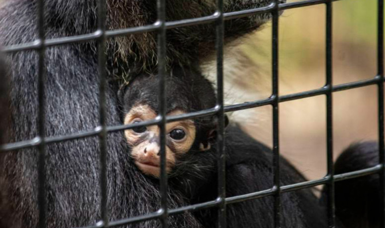 ΗΠΑ: Mαϊμουδάκι γεννήθηκε με το σύμβολο του Batman