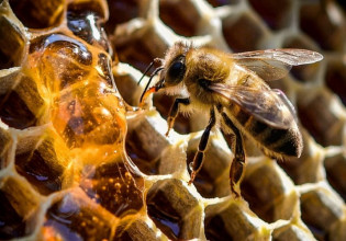 Μελισσοκόμοι: Να ενταχτεί η ζάχαρη στις επιδοτούμενες ζωοτροφές