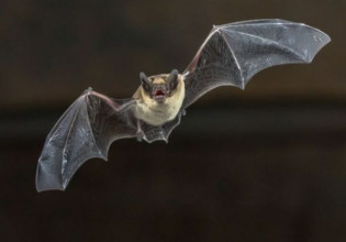 Πανδημίες: «Το ζοφερό μέλλον είναι ήδη εδώ» – Ο κοροναϊός είναι η κορυφή του παγόβουνου – Νέοι ιοί από ζώα θα μεταπηδήσουν στον άνθρωπο