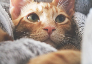 Απίστευτο: Γάτα γέννησε στο διάζωμα της Εθνικής Οδού Αθηνών – Θεσσαλονίκης