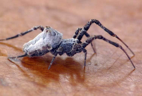 Βίντεο: Αράχνες ενεργοποιούν εκτινασσόμενο κάθισμα για να γλιτώσουν από κανιβαλισμό μετά το σεξ