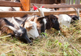 Ζωοτροφές: Τροπολογία για την ενίσχυση των κτηνοτρόφων – Τι προβλέπεται
