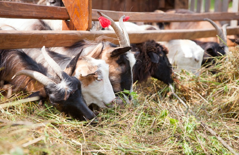 Ζωοτροφές: Τροπολογία για την ενίσχυση των κτηνοτρόφων - Τι προβλέπεται