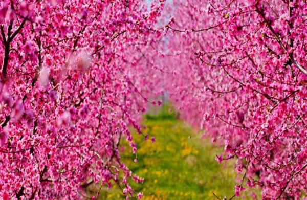 Ροδακινιά: Ανοιξιάτικες επεμβάσεις για μυκητολογικές ασθένειες