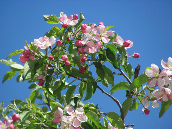 Ροδακινιά: Ξεκίνησαν οι πτήσεις εντομολογικών εχθρών – Τι να προσέξετε