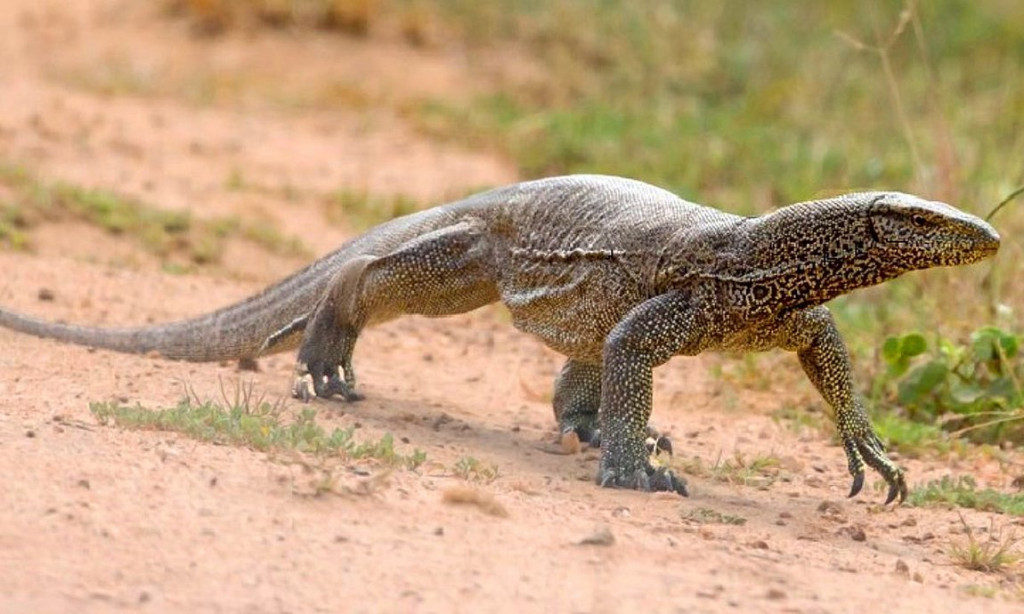 Ινδία: Βίασαν, σκότωσαν, μαγείρεψαν και έφαγαν σαύρα υπό εξαφάνιση