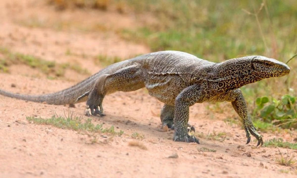 Ινδία: Βίασαν, σκότωσαν, μαγείρεψαν και έφαγαν σαύρα υπό εξαφάνιση