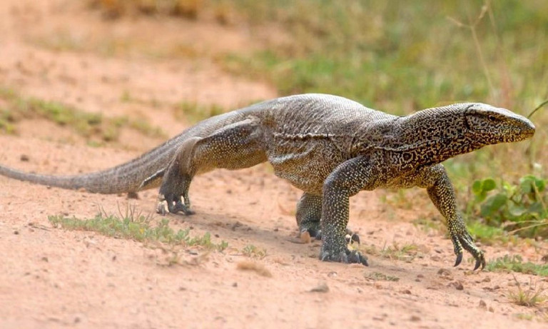Ινδία: Βίασαν, σκότωσαν, μαγείρεψαν και έφαγαν σαύρα υπό εξαφάνιση