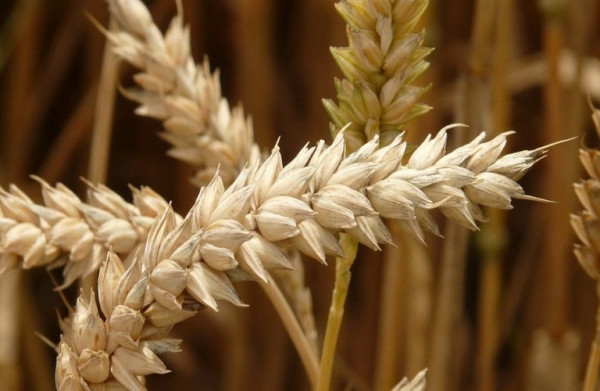 Σιτάρι: Πώς θα κυμανθεί η παγκόσμια παραγωγή τη νέα σεζόν