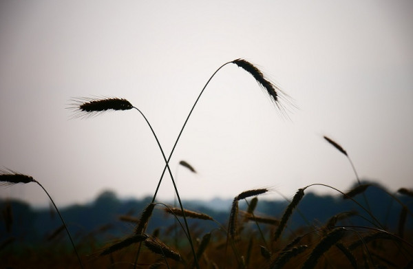 Δήλωση αποθεμάτων: Ενεργοποιείται σήμερα η πλατφόρμα- Ποιους αφορά
