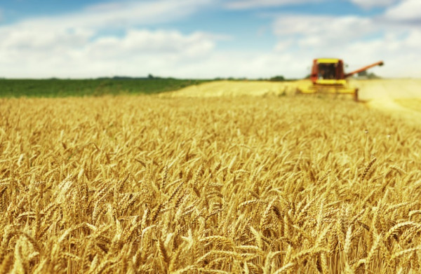 Ρωσία: Οι εξαγωγές αγροτικών προϊόντων θα περιοριστούν στις «φιλικές» χώρες
