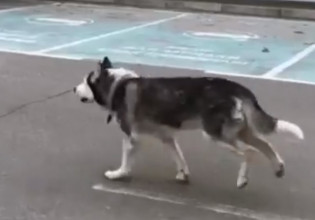 Μπούκα: Σκύλος συναντιέται ξανά με τον ιδιοκτήτη του και «πετάει» από τη χαρά του