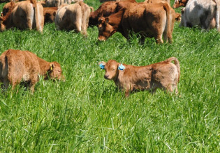 ΕΕ: Πώς θα κινηθεί η παραγωγή κρέατος – Τι δείχνουν τα στοιχεία