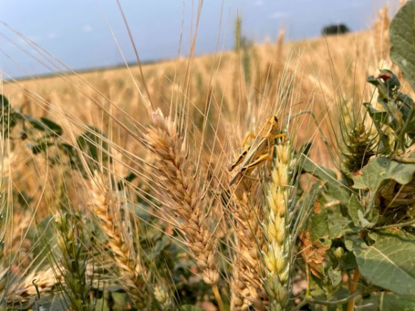 Πόλεμος στην Ουκρανία: Νέες εκτιμήσεις για ακόμη μεγαλύτερη πτώση των εξαγωγών σιτηρών