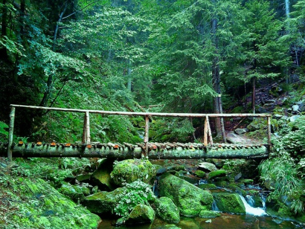 Δάσους Φρακτού Παρανεστίου: Διεκδικεί την αναγνώριση από την UNESCO ως μνημείο παγκόσμιας κληρονομιάς