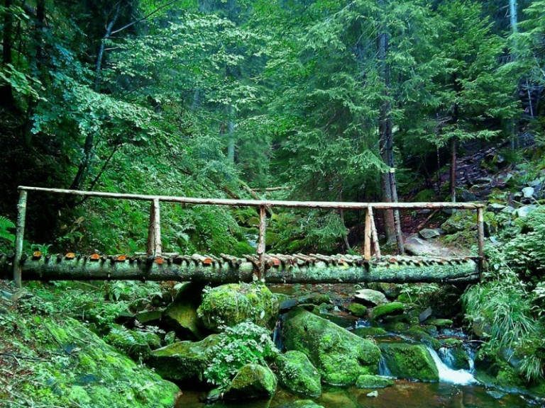 Δάσους Φρακτού Παρανεστίου: Διεκδικεί την αναγνώριση από την UNESCO ως μνημείο παγκόσμιας κληρονομιάς