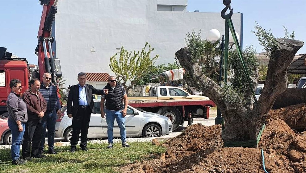 Μια υπεραιωνόβια ελιά στην Κόρινθο