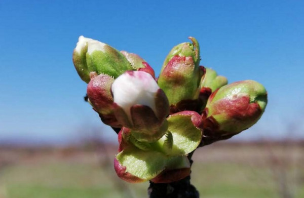 Κερασιά: Μολύνσεις από Μονίλια – Μέτρα πρόληψης