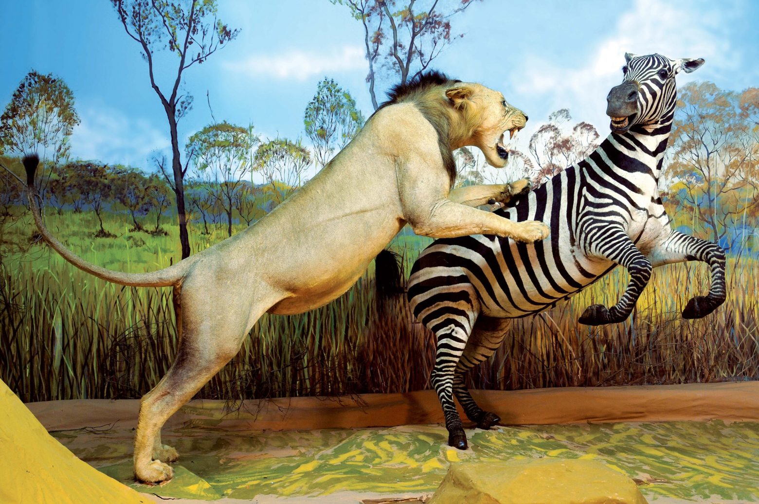 Μουσείο Ζωολογίας ΕΚΠΑ: Μια άγνωστη αλλά εντυπωσιακή συλλογή ανοίγει το Σαββατοκύριακο