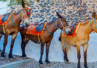 Η ντροπή του ανθρώπου στην Ύδρα: Φόρτωσε ψυγείο πάνω σε γαϊδουράκι