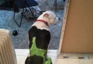 Αιδηψός: Είχε βάψει το σκύλο του στο χρώμα της ομάδας του ο «νταής» που κλώτσησε το γατάκι