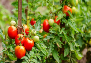 Θερμοκηπιακή ντομάτα: Οι ασθένειες της εποχής και οι απαραίτητες επεμβάσεις